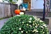 Chatfield pumpkin festival coupon