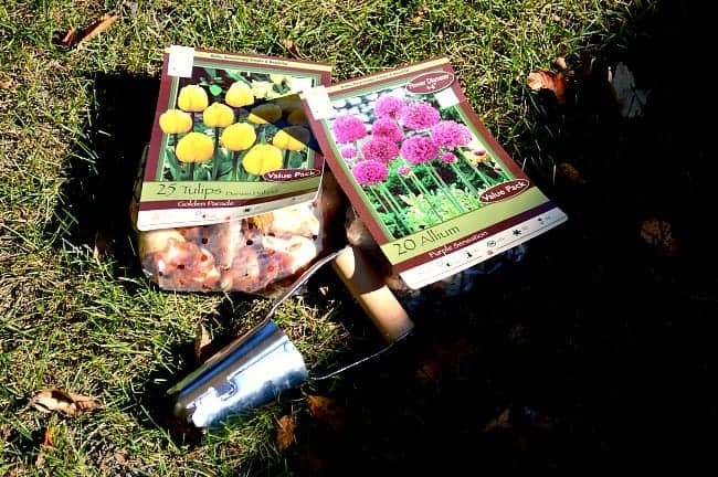 Planting Tulip Bulbs