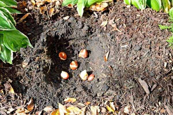 Planting Tulip Bulbs | www.chatfieldcourt.com