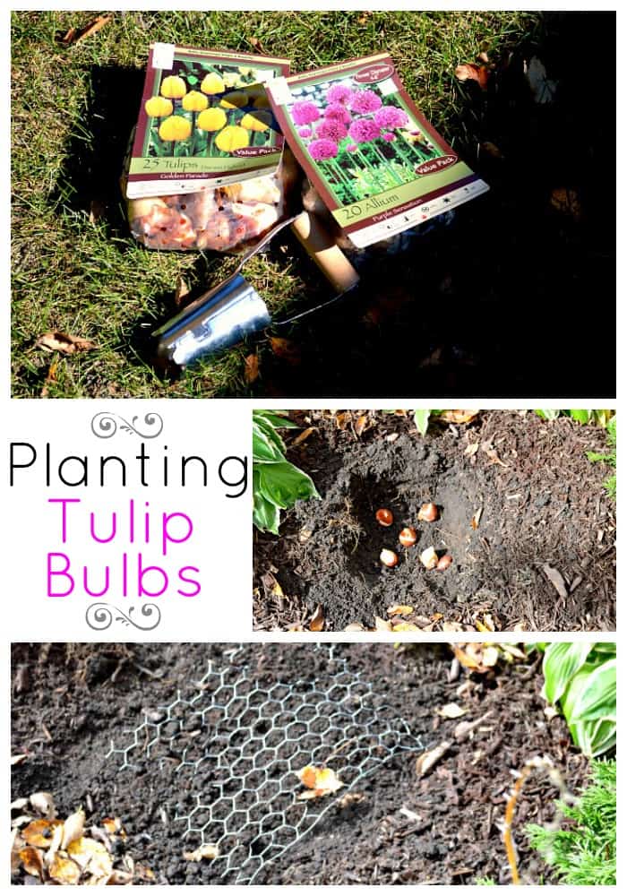 Planting Tulip Bulbs | www.chatfieldcourt.com
