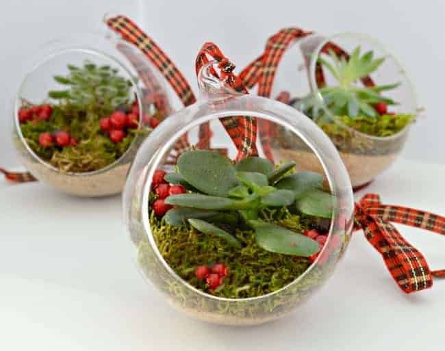 Create a living ornament for your Christmas tree with small succulents and a glass ball.