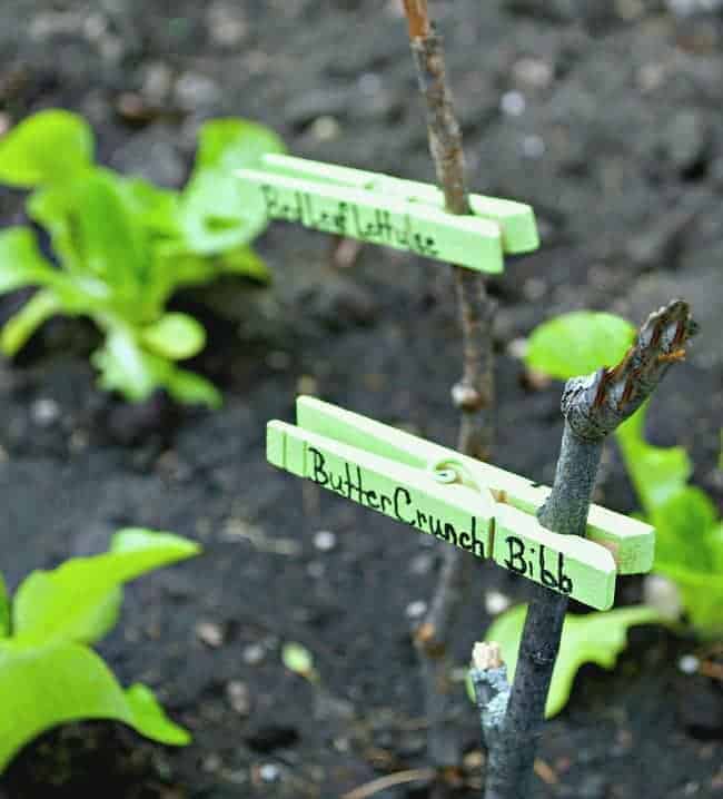 clothes pin used as garden marker with butter crunch bibb written on it