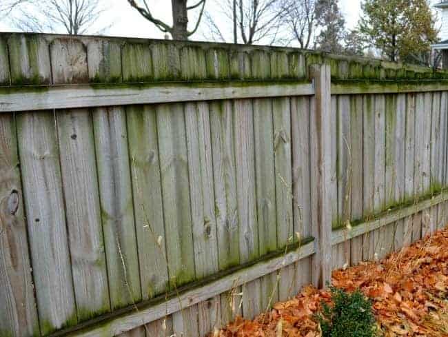 view of mold on wooden fence