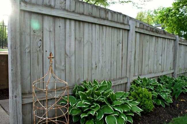 clean wood fence after mold is cleaned off