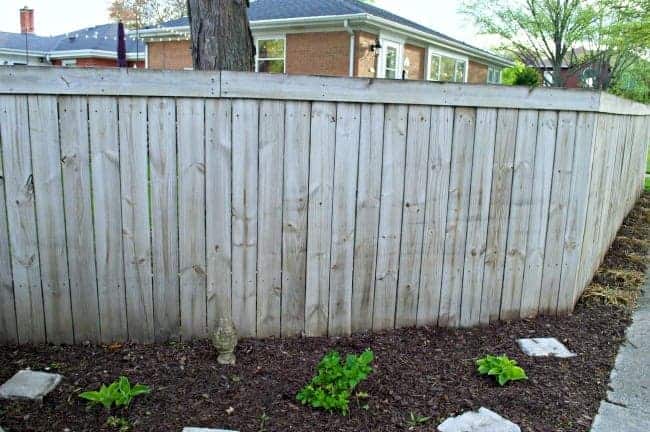clean wood fence after it's been cleaned off