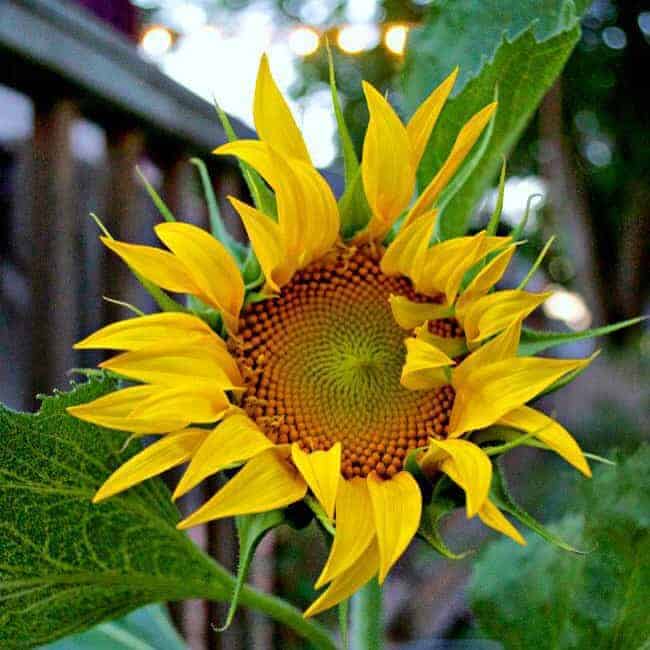 sunflower head in garden