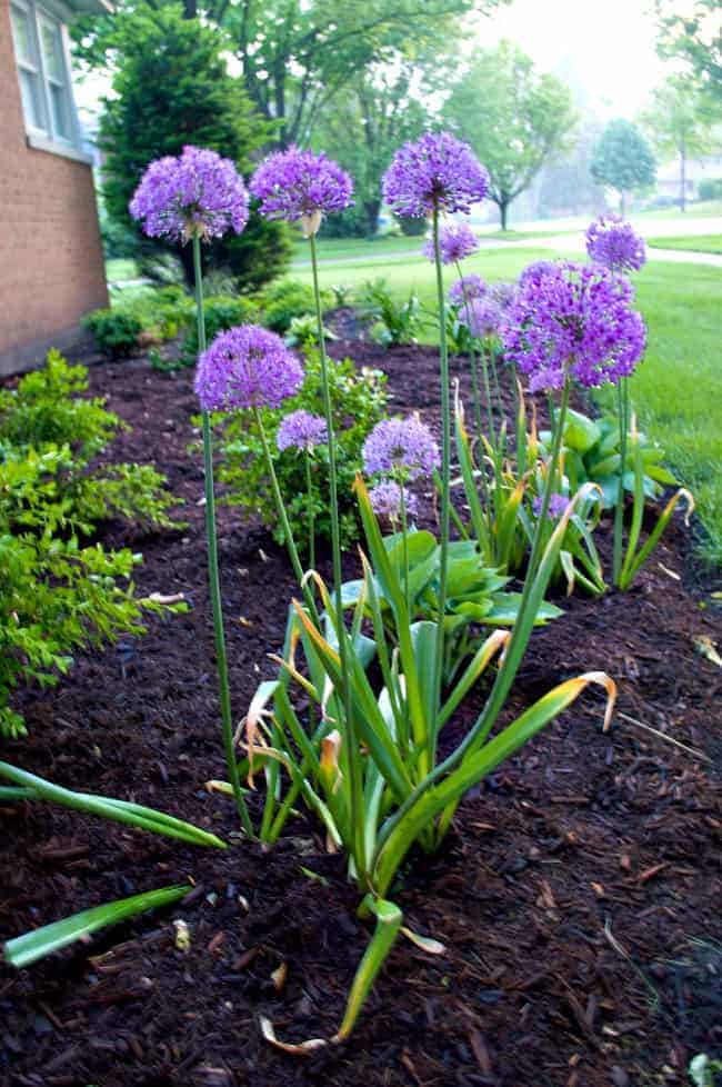 Front Flowerbed Finally Finished | www.chatfieldcourt.com