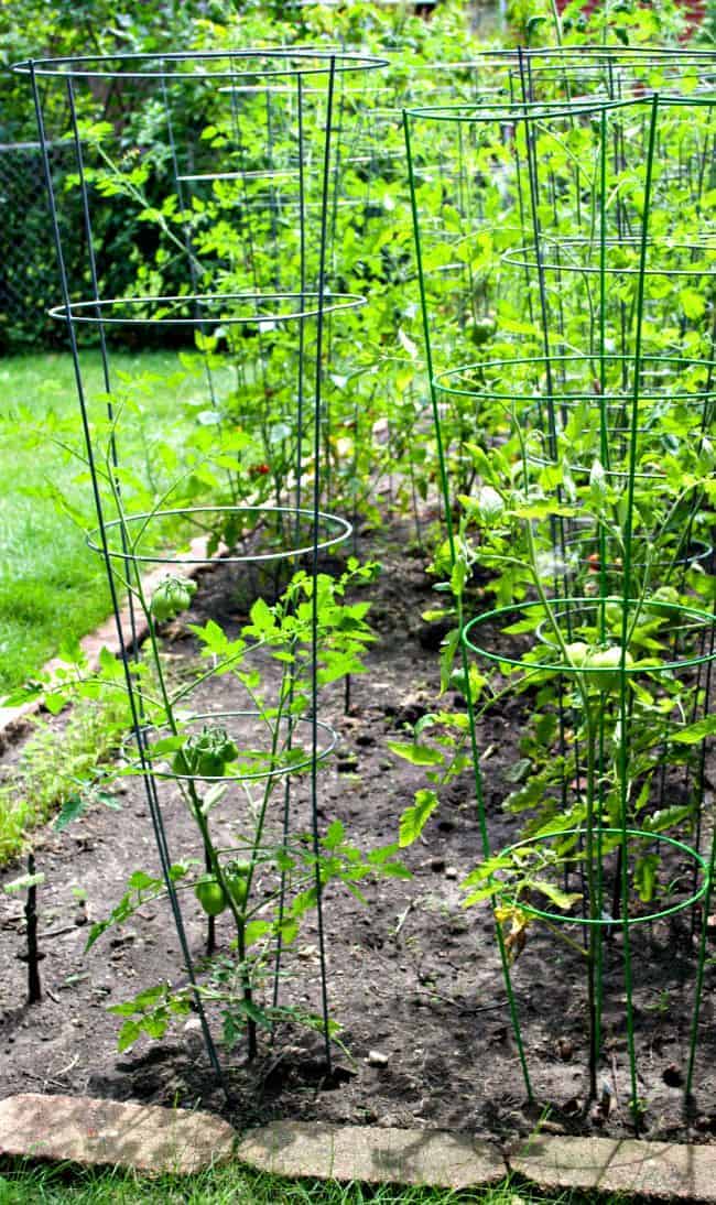 tomato cages around tomato plants in a garden