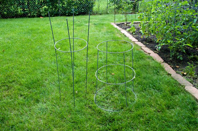 tomato cage cut in two pieces 