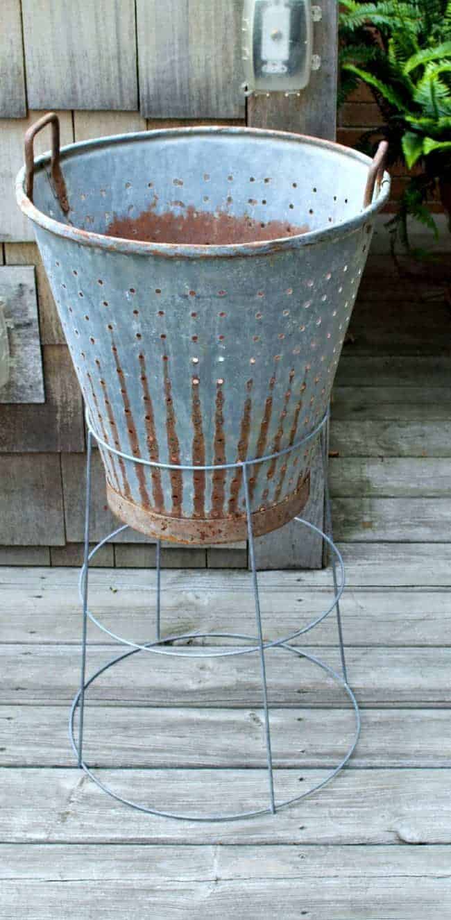 old metal bucket in trimmed tomato cage