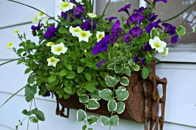 rustic window box hanging on garage window with petunias and trailing vines