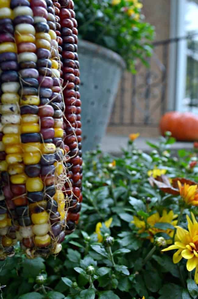 A small porch decorated for fall with flowers, an olive bucket and lots of pumpkins. www.chatfieldcourt.com