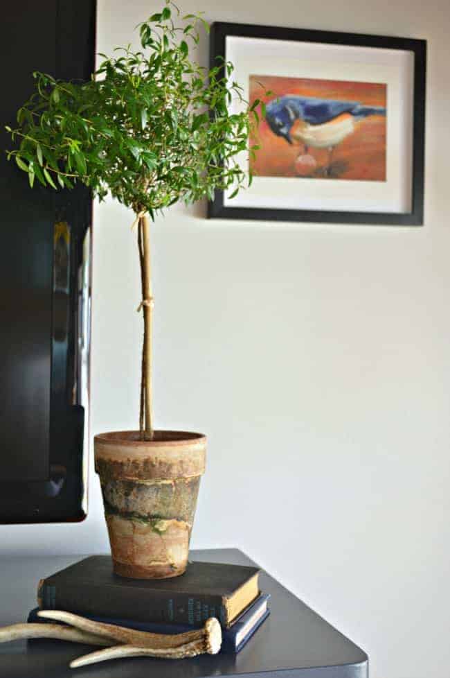 TV gallery wall and myrtle topiary