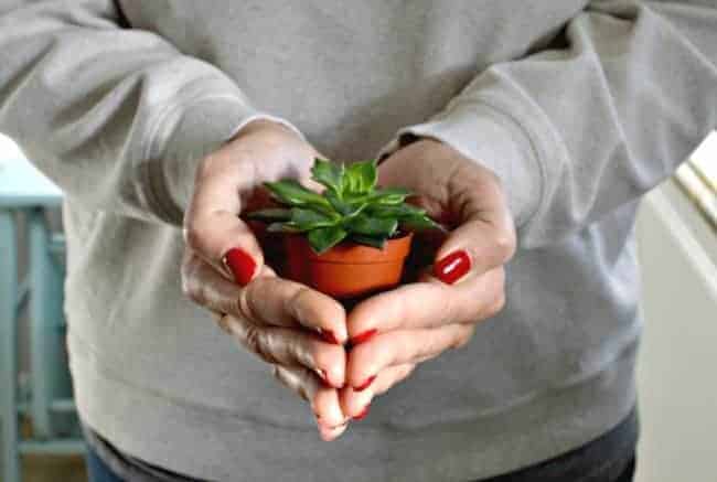 christmas live ornament 15 A person holding a small potted succulent
