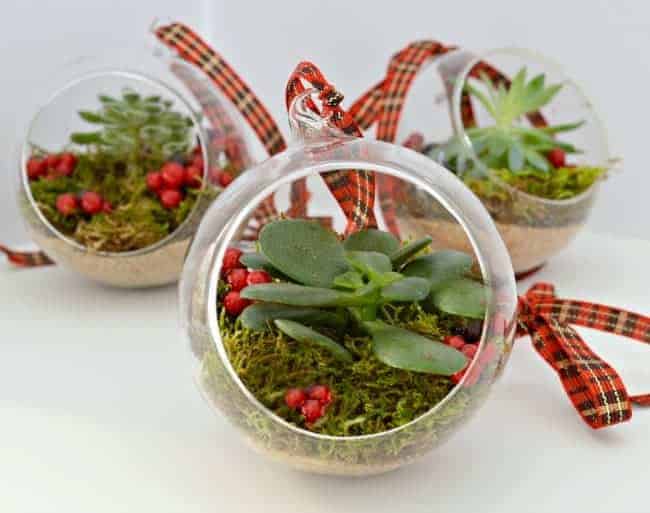 DIY Christmas ornaments made with succulents| chafieldcourt.com