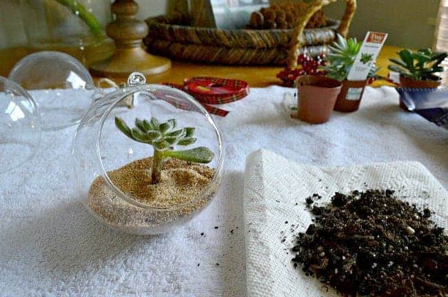 DIY Christmas ornaments sand and succulent in glass ball | chafieldcourt.com