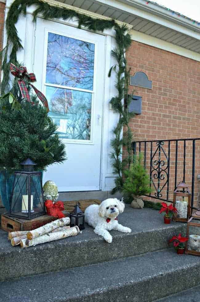 Christmas on our small front porch, which is decorated with a live mini Christmas tree and a cute dog in a plaid bowtie | www.chatfieldcourt.com