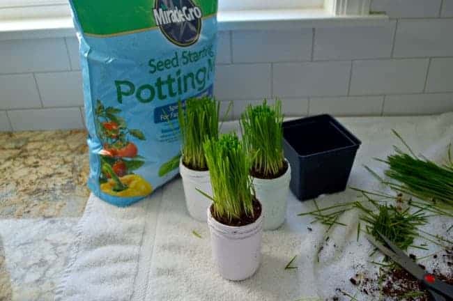 A big bag of potting soil with 3 pastel painted mason jars that have wheatgrass planted in them