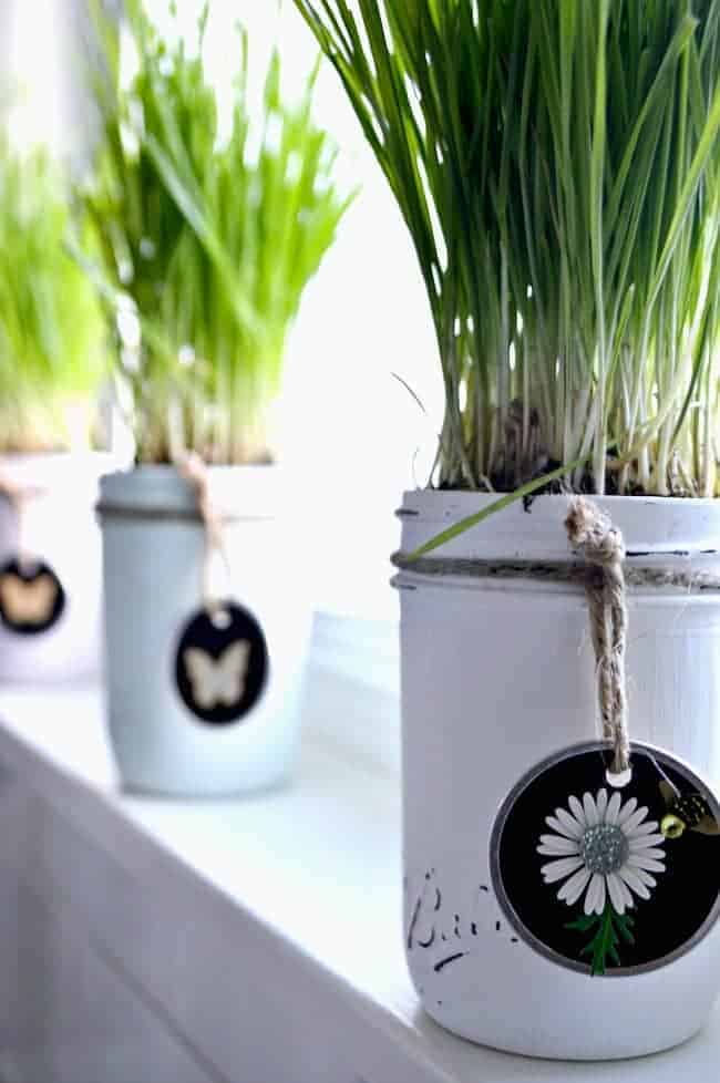 A green painted mason jar with wheatgrass planted in it and DIY tag tied around it, with 2 more mason jars in the distance