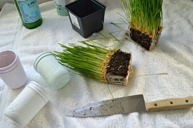 wheatgrass cut in half with large kitchen knife and 3 pastel painted mason jars