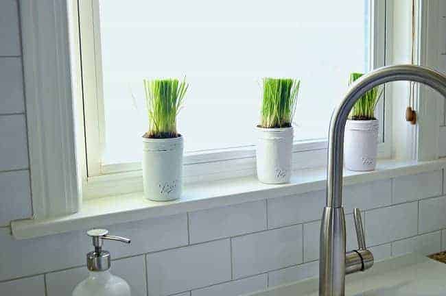 3 pastel colored painted mason jars with wheatgrass planted in them sitting on a windowsill