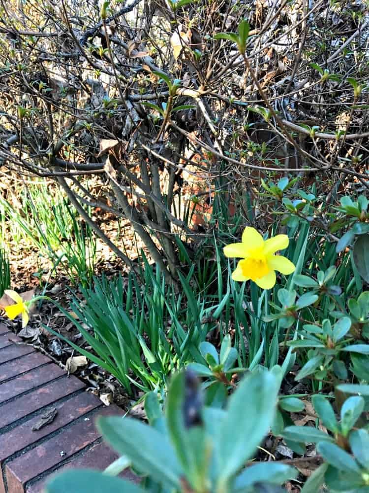 Spending a weekend to clean up the flowerbeds to prepare them for new plants. www.chatfieldcourt.com