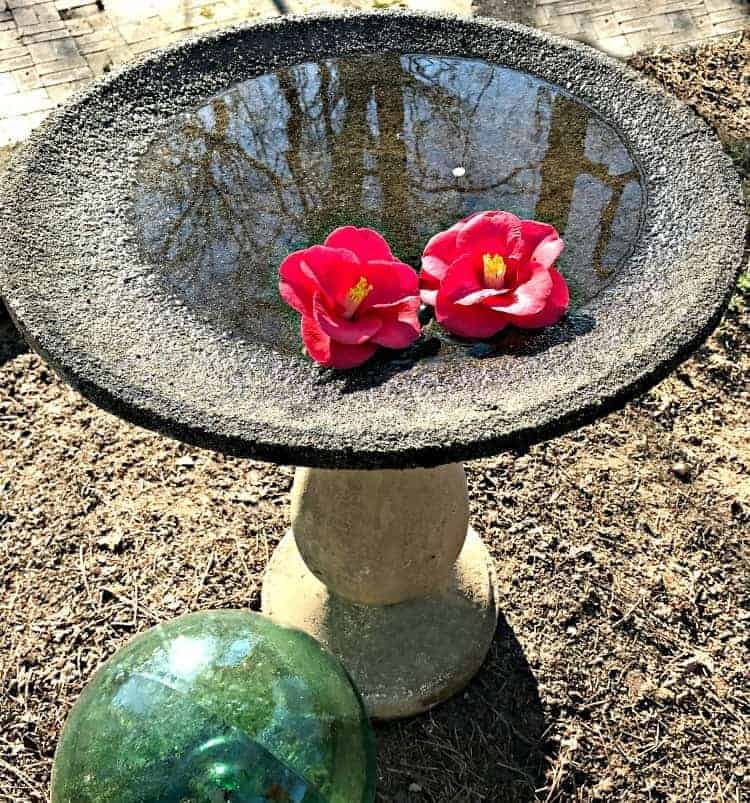 A close up of a bird bath with Flower