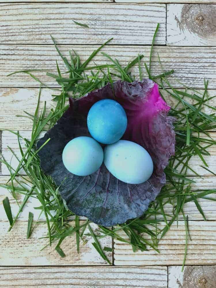 3 blue dyed Easter eggs in a leaf of red cabbage