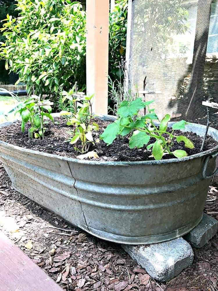 Galvanized metal is a hot trend right now. Check out how you can use galvanized metal containers around the house and in the garden. 