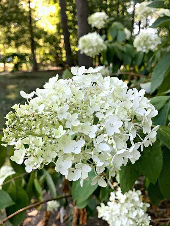 Celebrating an anniversary and my issues with our garden for Cottage Musings for July.