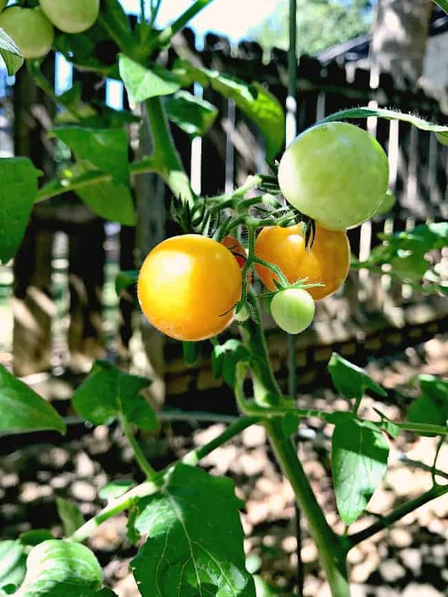 Celebrating our successful cherry tomatoes and an anniversary in this Cottage Musings for July.