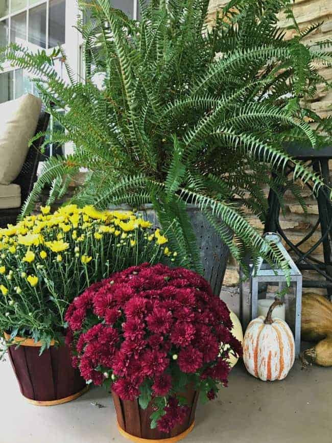 Mums, pumpkins and a fern on a front porch