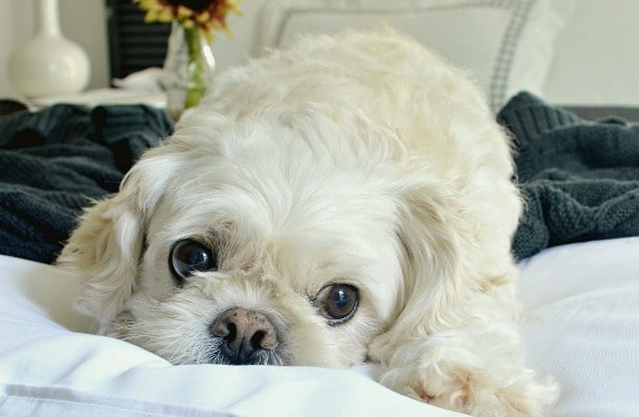 A dog laying on a bed