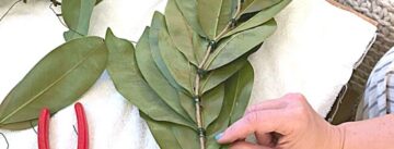 creating a magnolia leaf garland