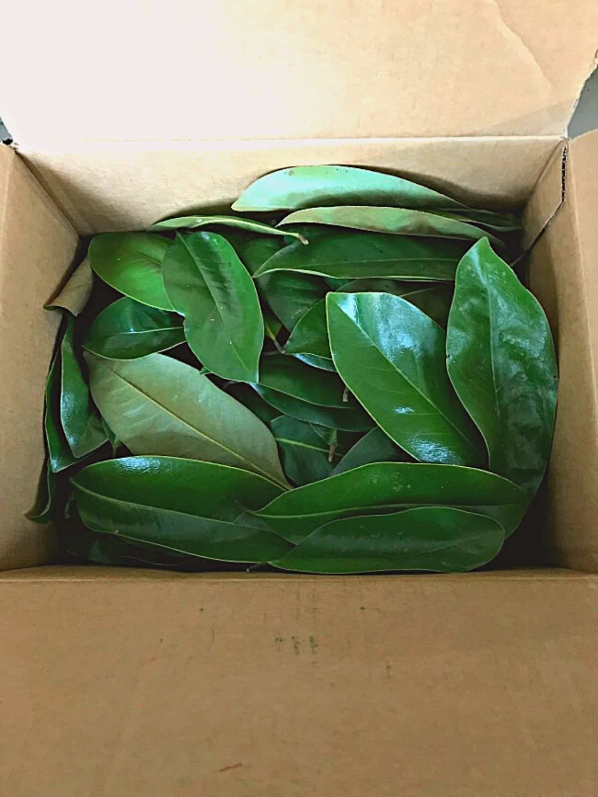 fresh magnolia leaves in a box