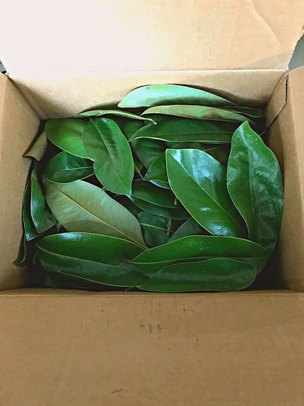 DIY Magnolia Leaf Garland image fresh magnolia leaves in a box