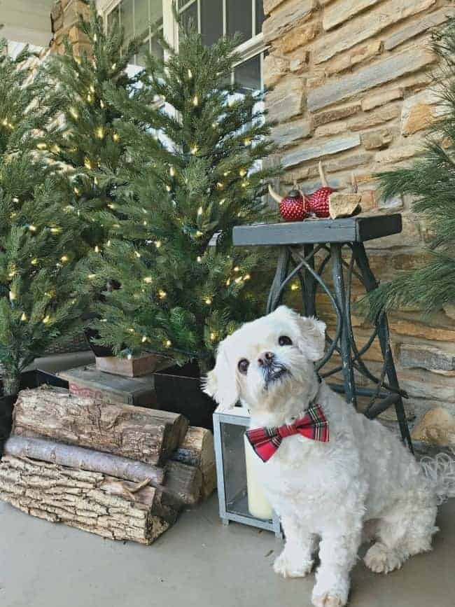 white dog sitting on front porch with faux Christmas trees