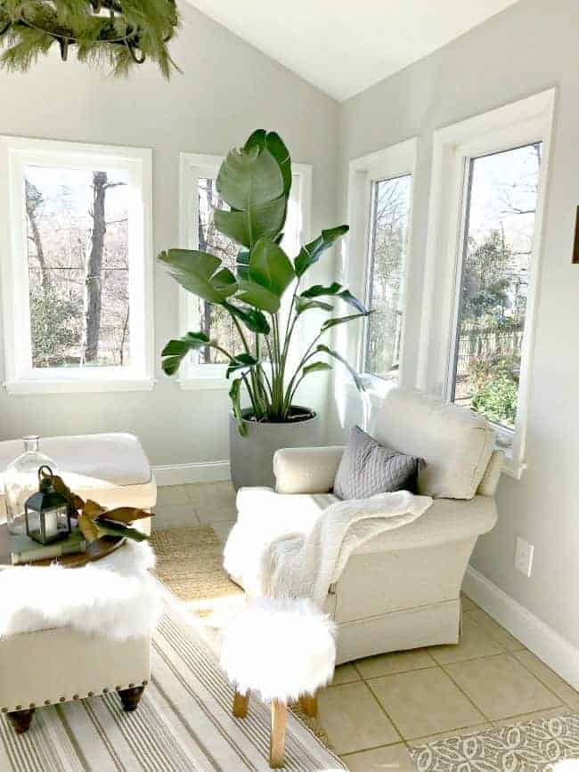 view of large plant in corner of sunroom with a beige armchair