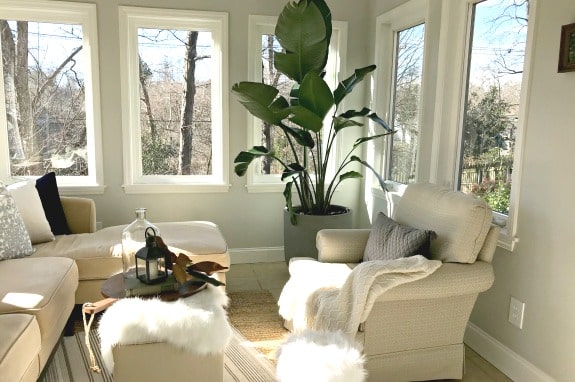 A living room filled with furniture and a large plant