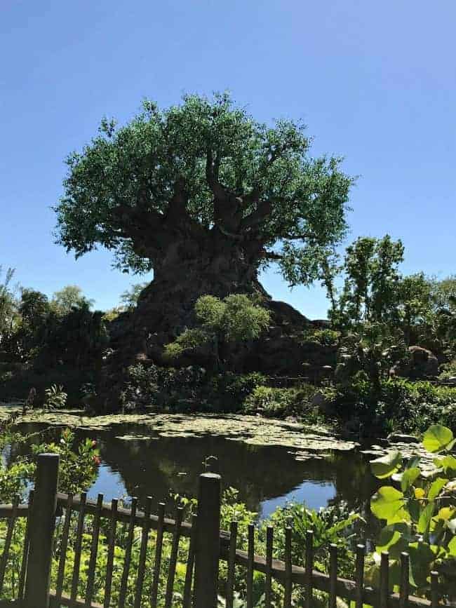 The Tree of Life and beautiful blue sky at Walt Disney World's Animal Kingdom