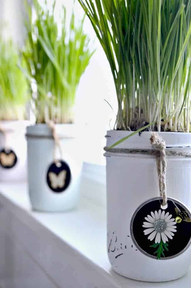 chalk painted mason jar planted with wheatgrass with a handmade flower tag