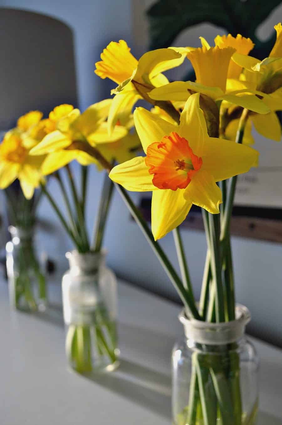 daffodils in glass bottles sitting in the setting sunlight