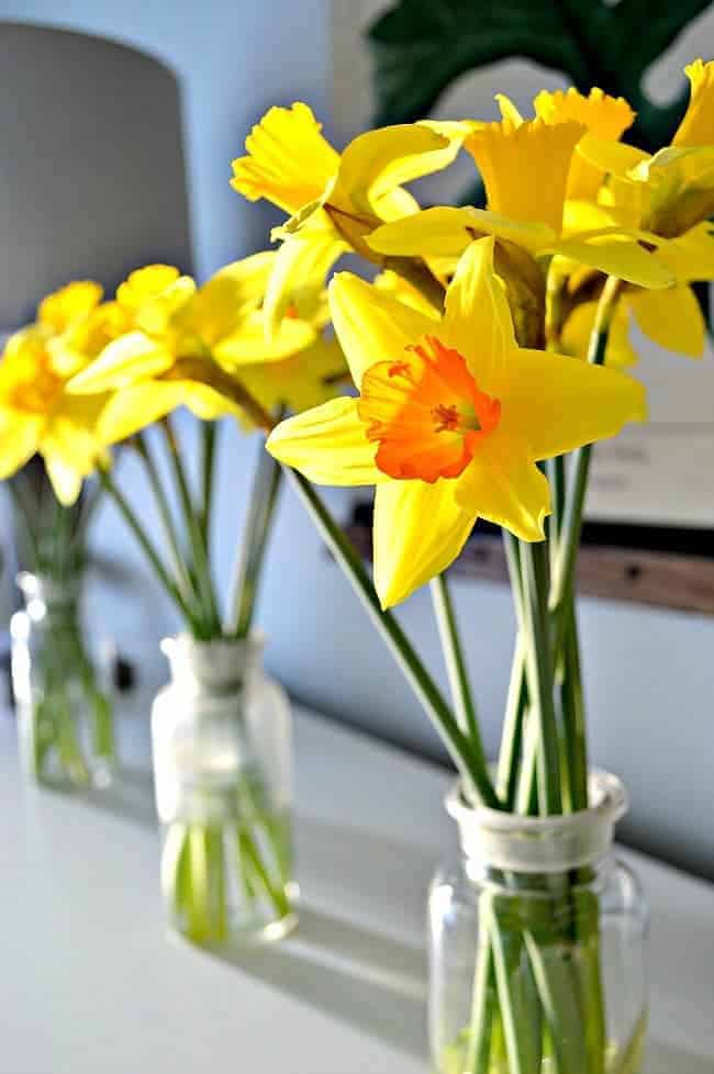 closeup of daffodils in glass bottles on dining room buffet