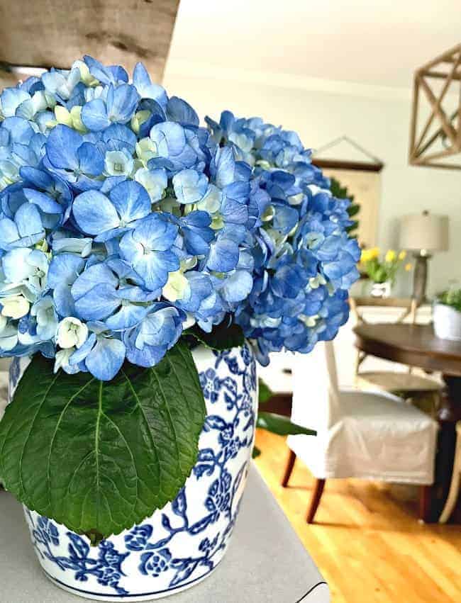 cottage musings for may 2018 and blue hydrangeas in a blue and white vase