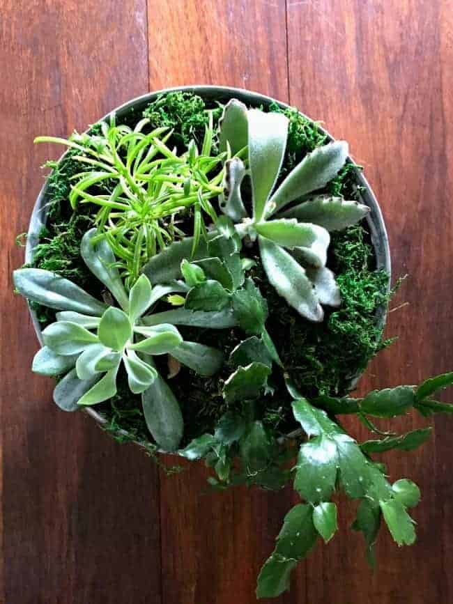 DIY succulent planter as centerpiece on a dark wood table