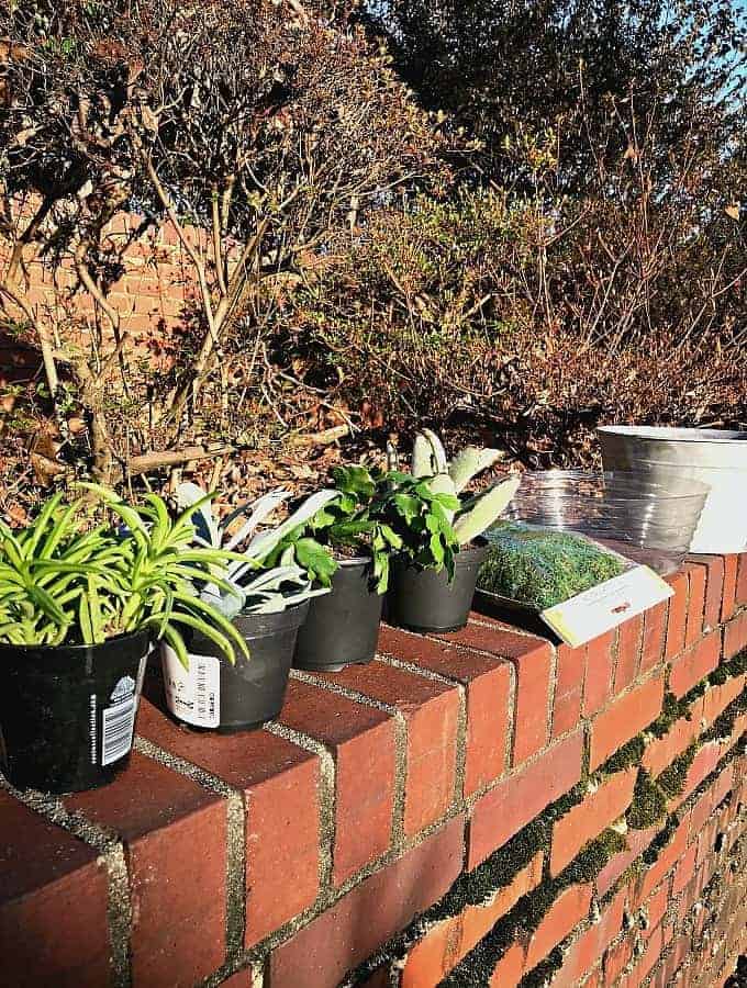 DIY succulent planter supplies including succulents, sheet moss, pot liner and galvanized bucket