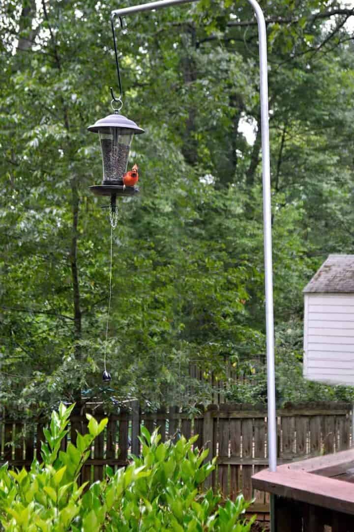 cardinal sitting on bird feeder for How to Stop Squirrels from Climbing a Bird Feeder Pole