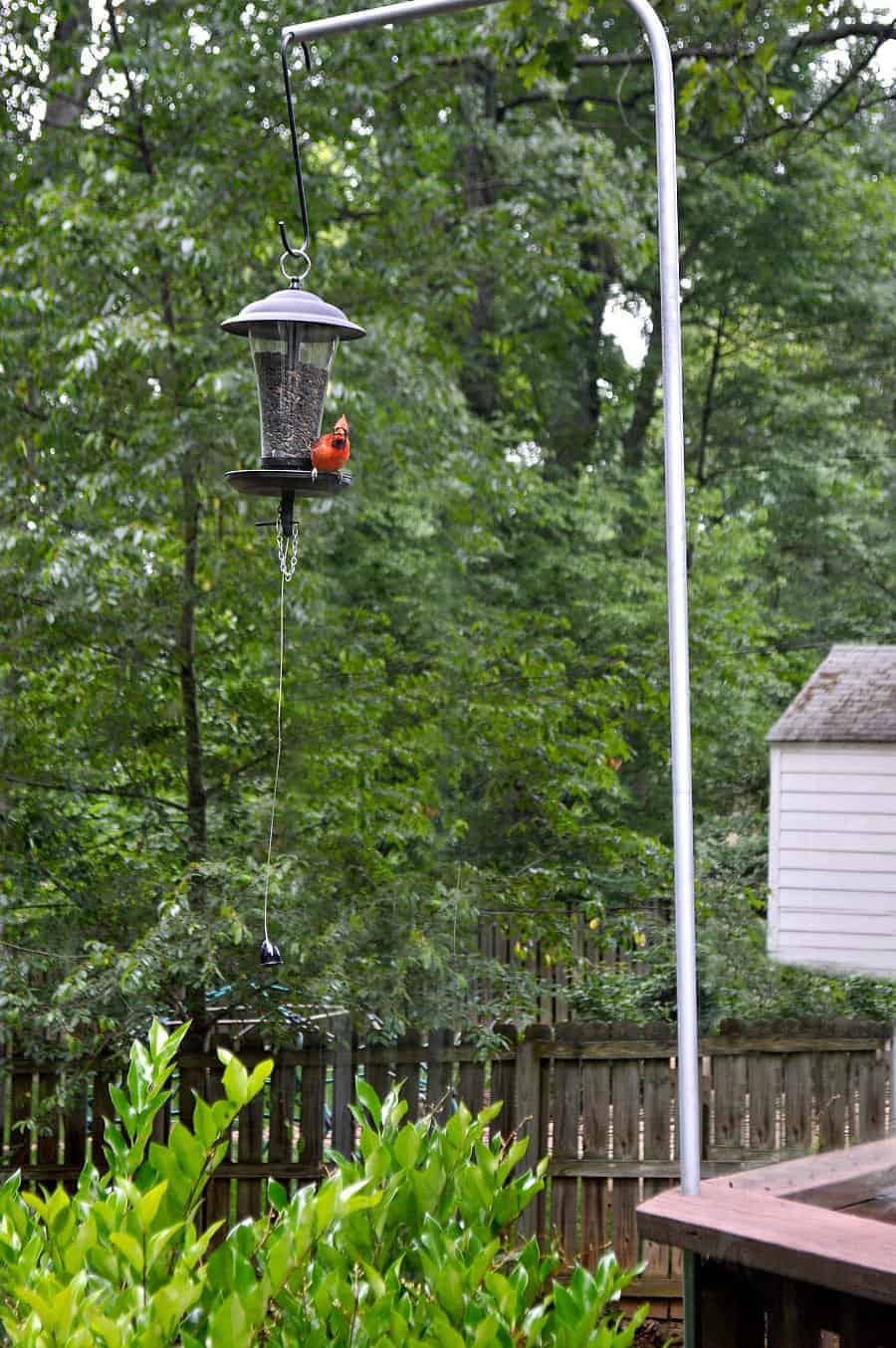 bird feeder with cardinal on it hanging from DIY bird feeder pole