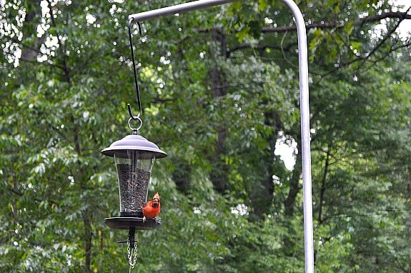 DIY Bird Feeder Pole for Under $5