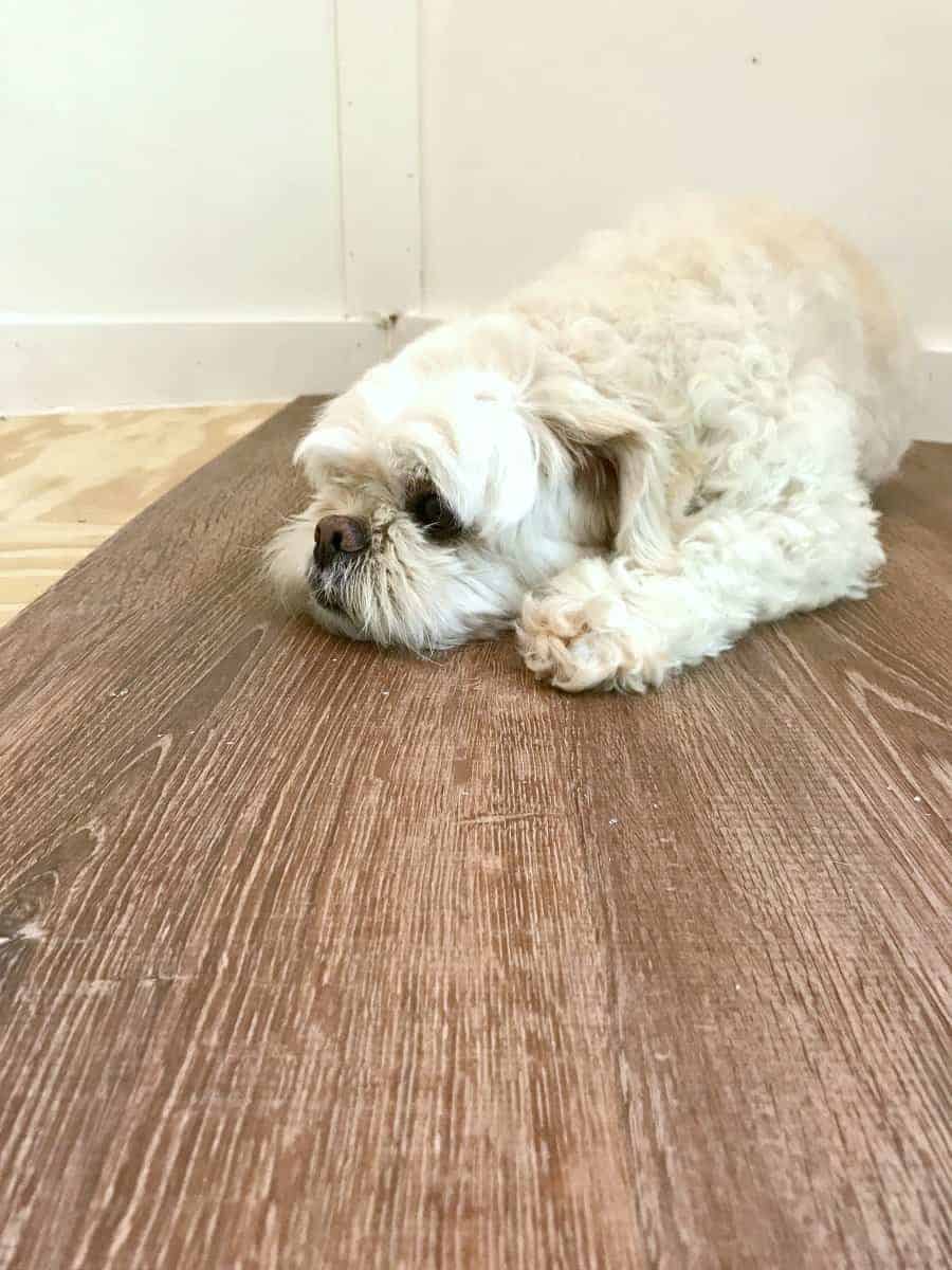 dog laying on new laminate plank flooring for our RV renovation 